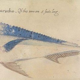 Dolphin, after the Orignial by John White in the British Museum [Caribbean and Oceanic, No. 26 A]