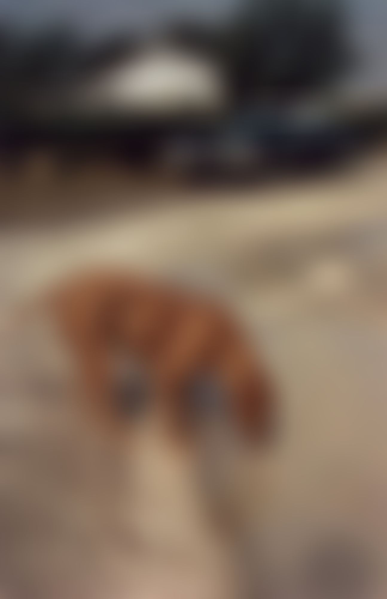 Object Image
