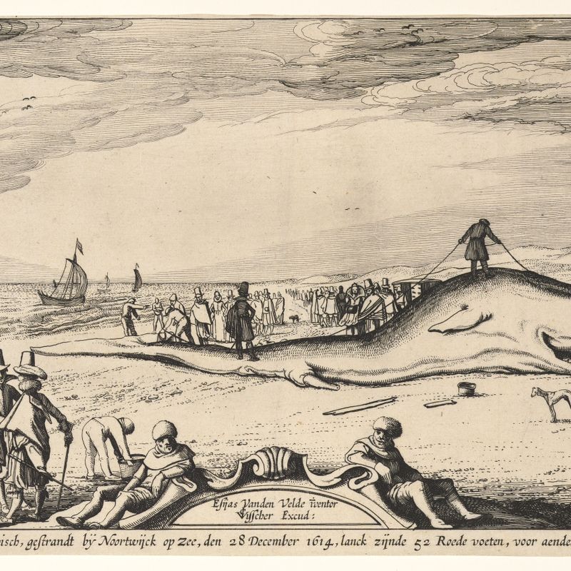 Beached Sperm Whale at Noordwijk, 28 December 1614