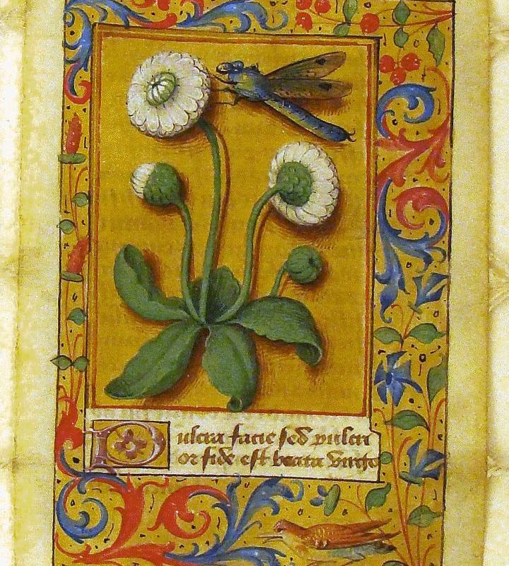 Botanical Studies: White Daisy