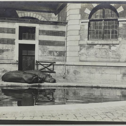 Série "Jardin des Plantes", Hippopotames, 5ème arrondissement, Paris.