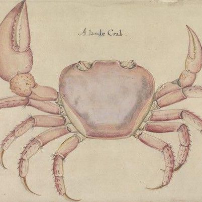 Land Crab, after the Original by John White in the British Museum [Caribbean and Oceanic, No. 5 A]