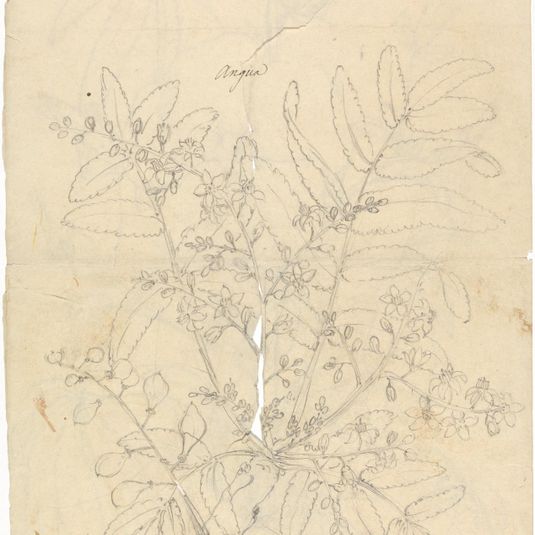 Angua (Boswellia papyrifera)