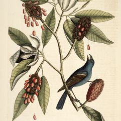 Mark Catesby