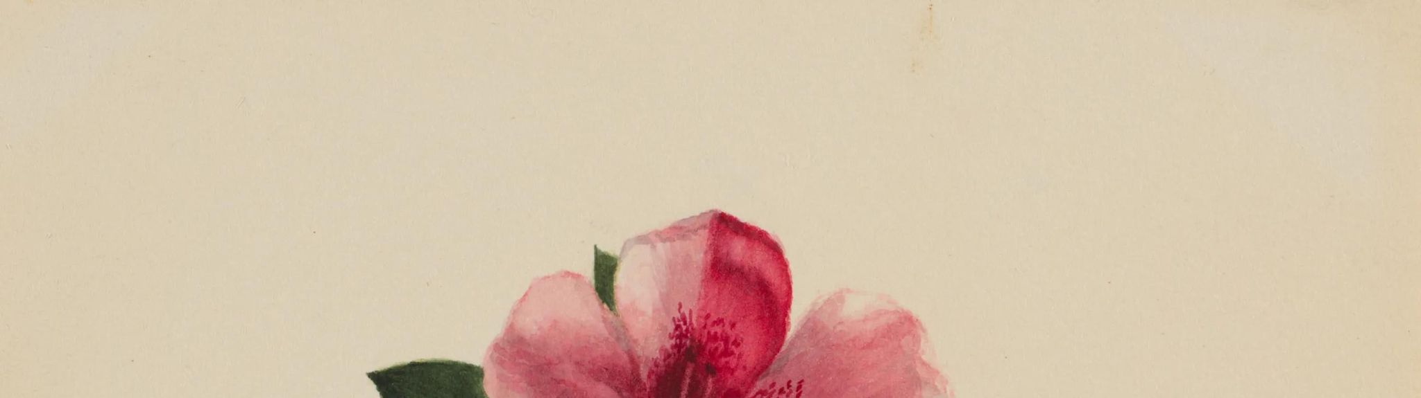 (Untitled--Flower Study)