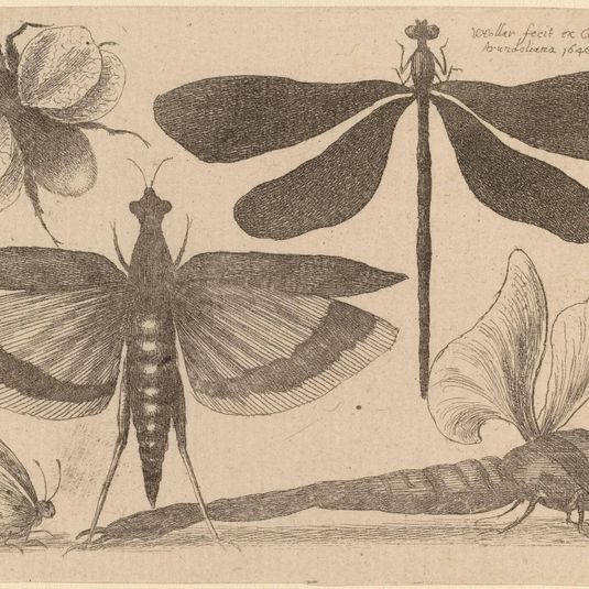 Dragonflies and a Bumble Bee