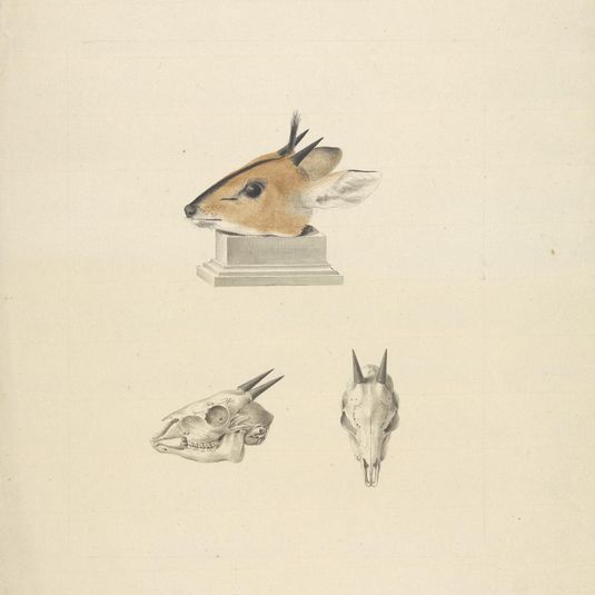 Unidentified Madoqua (Dik-dik): study of head and skull