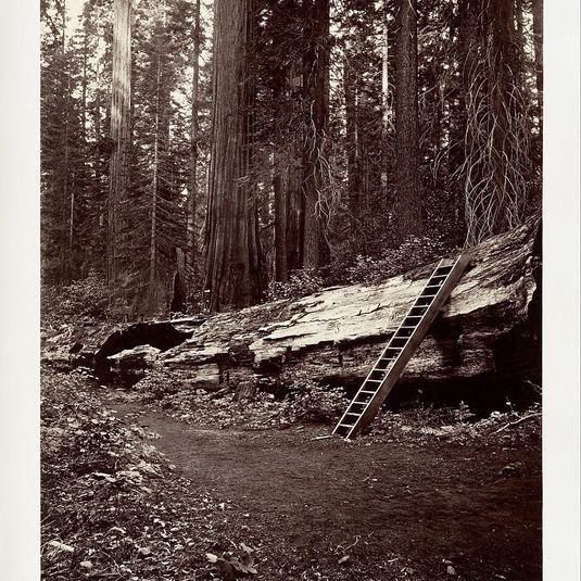 Father of the Forest