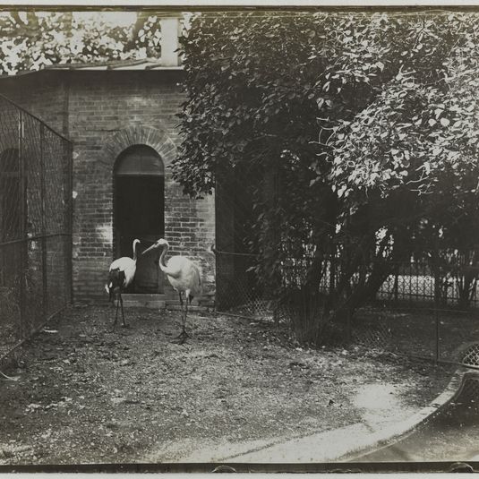 Série "Jardin des Plantes", Deux hérons, 5ème arrondissement, Paris.