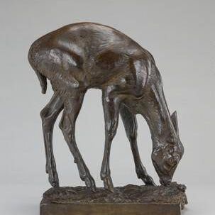 Fawn