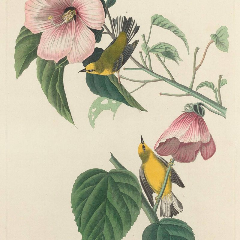 Blue-winged Yellow Warbler