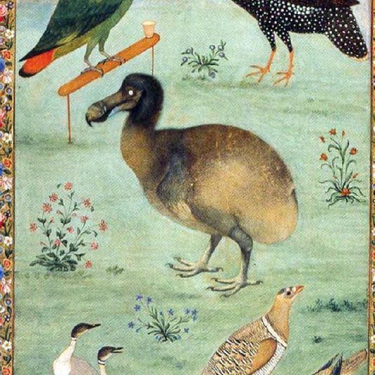 Untitled (Dodo)
