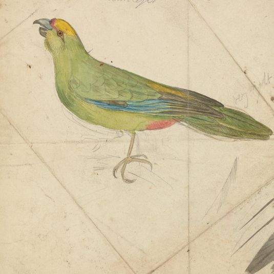A Parrot