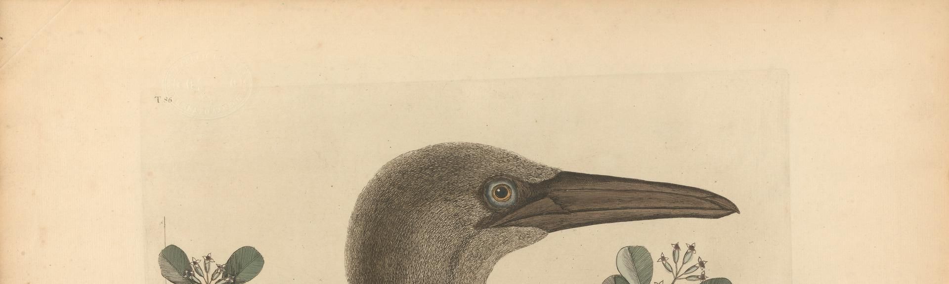 An Thymelaea foliis obtusis; Anseri Bassano &c: The Great Booby, Plate 86 from the 'Natural History of Carolina, Florida and the Bahama Islands', volume I, 2nd edition, London 1754