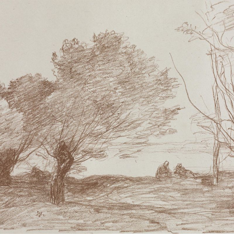 Willows and Poplars