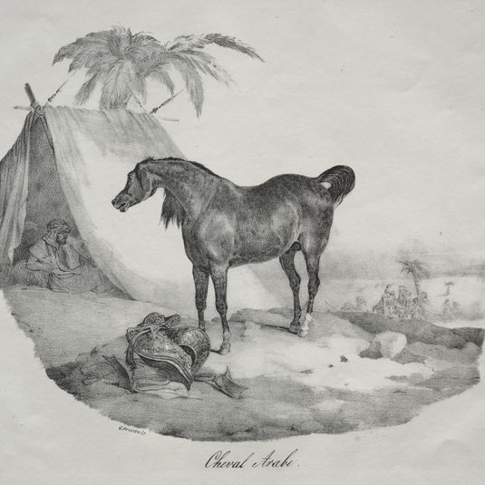 Arab Horse