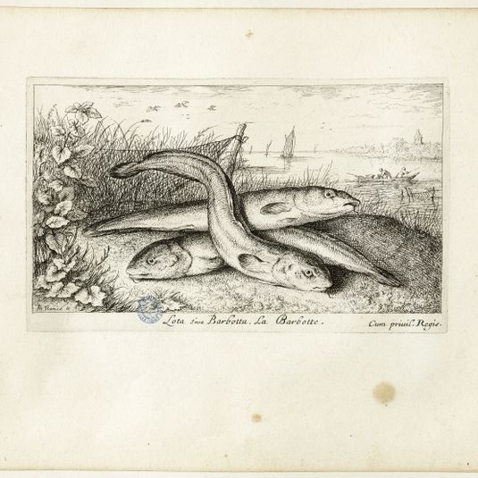 Diverses espèces de poissons d'eau douce, première partie, La barbote (Robert-Dumesnil 456, Bartsch 42)