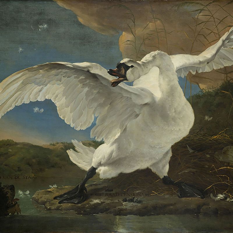 Jan Asselijn - The Threatened Swan Smartify Editions