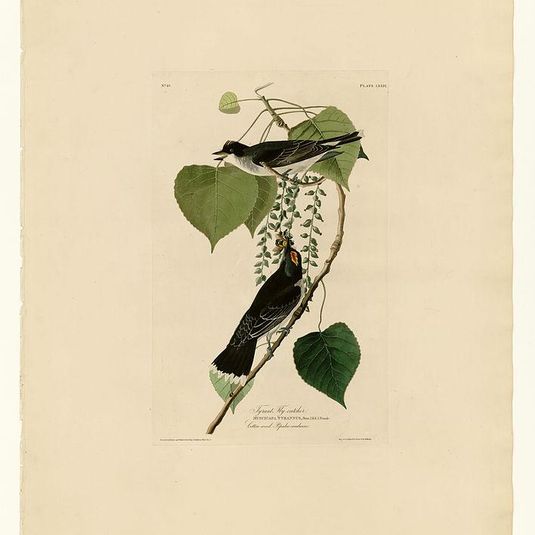 Plate 79 Tyrant Fly-catcher