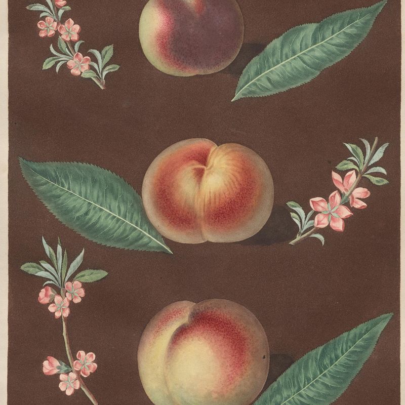 Pomona Britannica: No. 33 - Peaches