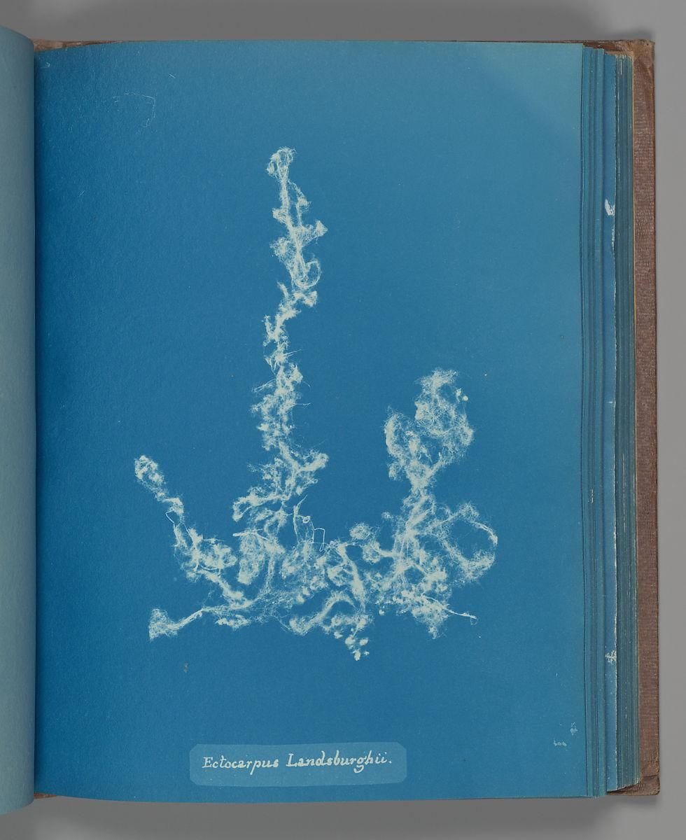 Object Image