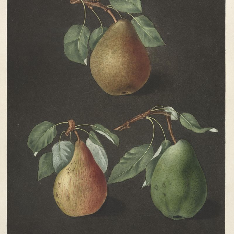 Pomona Britannica:  No. 82 - Pears
