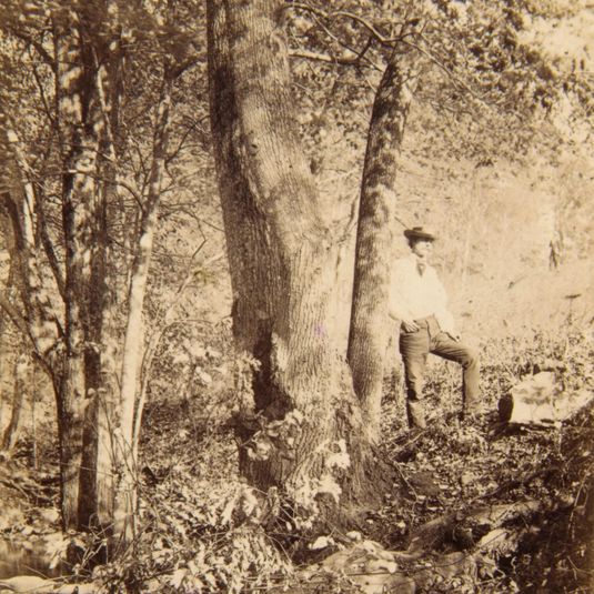 Tacony Creek, Magnolia Poplar