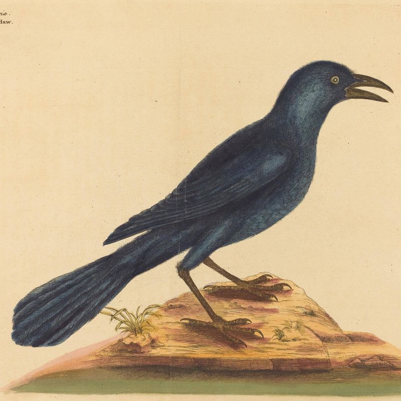 The Purple Jack Daw (Gracula Quiscula)