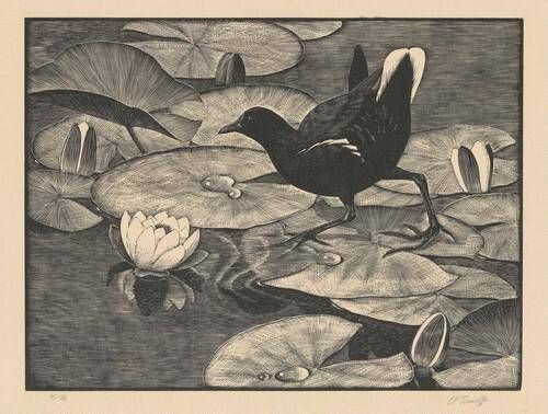 Moorhen and Walter Lilies