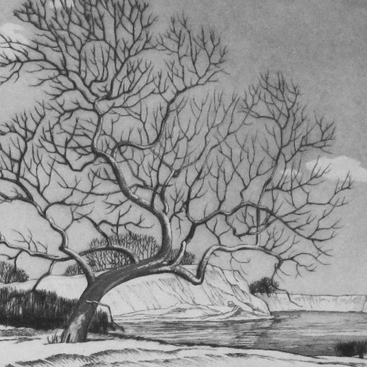 Sycamore