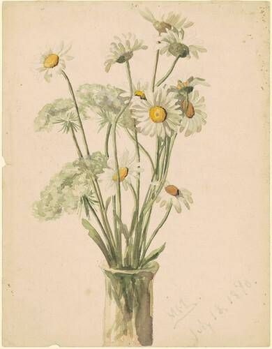 Daisies and Queen Ann's Lace