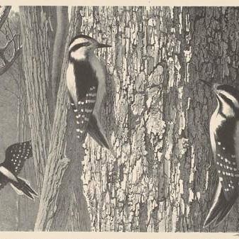 Downy Woodpeckers