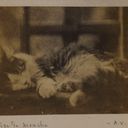 Object Image Thumbnail