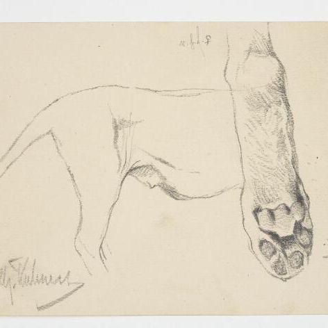 Zijkant en achterhand van een leeuwin en voetkussens