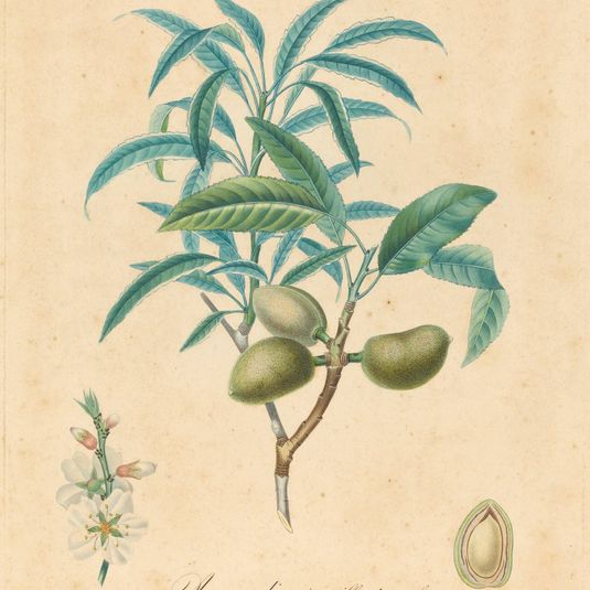 Amandier a feuilles de saulle