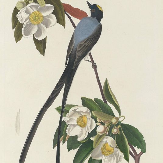 Forked-tail Flycatcher