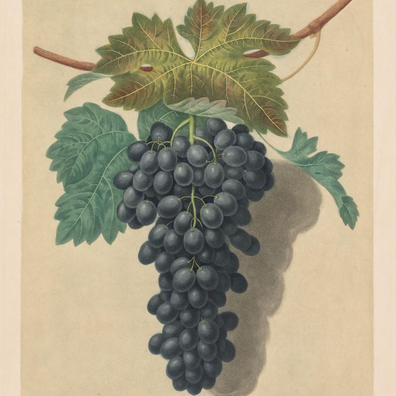 Pomona Britannica:  No. 52 - Black Prince Grape