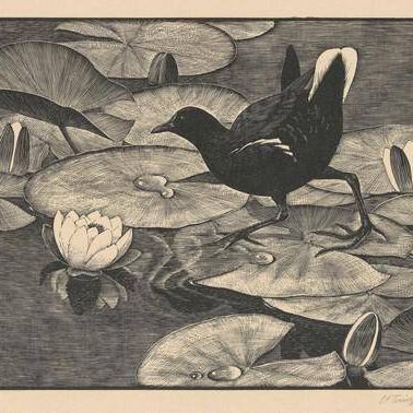 Moorhen and Walter Lilies