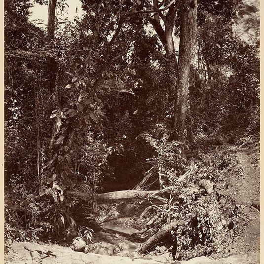 Tropical Scenery, The Brook El Bano, Chipigana