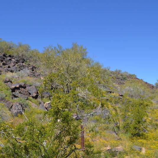 Desert Ecology