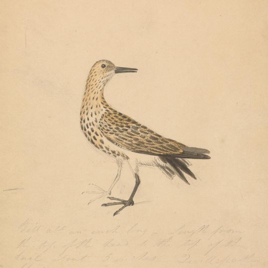 A Bird