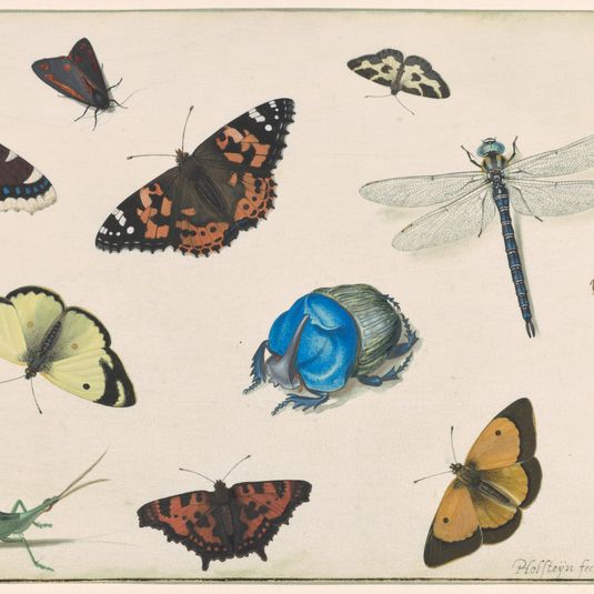 Sheet of Studies of a Dragonfly, Grasshopper, Butterflies, Moths, and Beetles