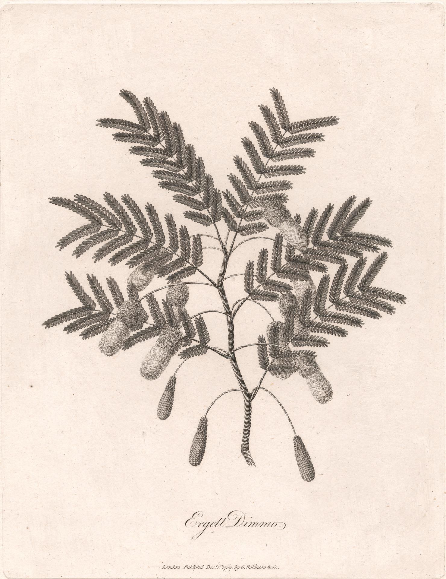 Object Image
