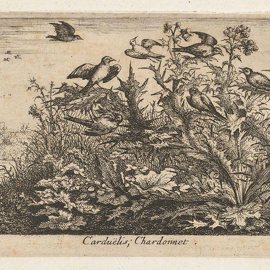 Carduëlis, Chardonnet (The Goldfinch): Livre d'Oyseaux (Book of Birds)