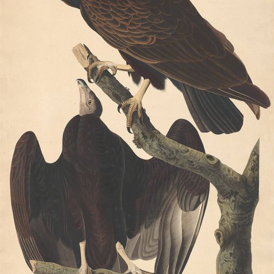 Turkey Buzzard