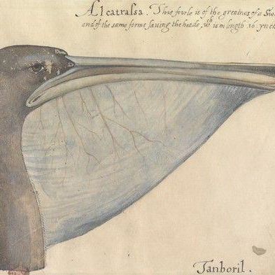 Head of a Brown Pelican, After the Original by John White in the British Museum [Sir Walter Raleigh's Virginia, No. 57]