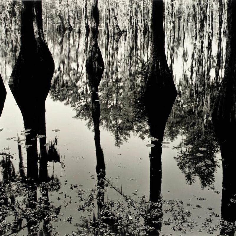 Swamp