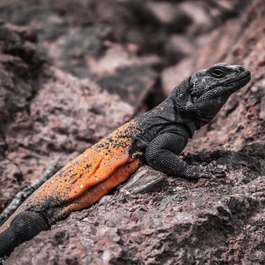 Desert Animals
