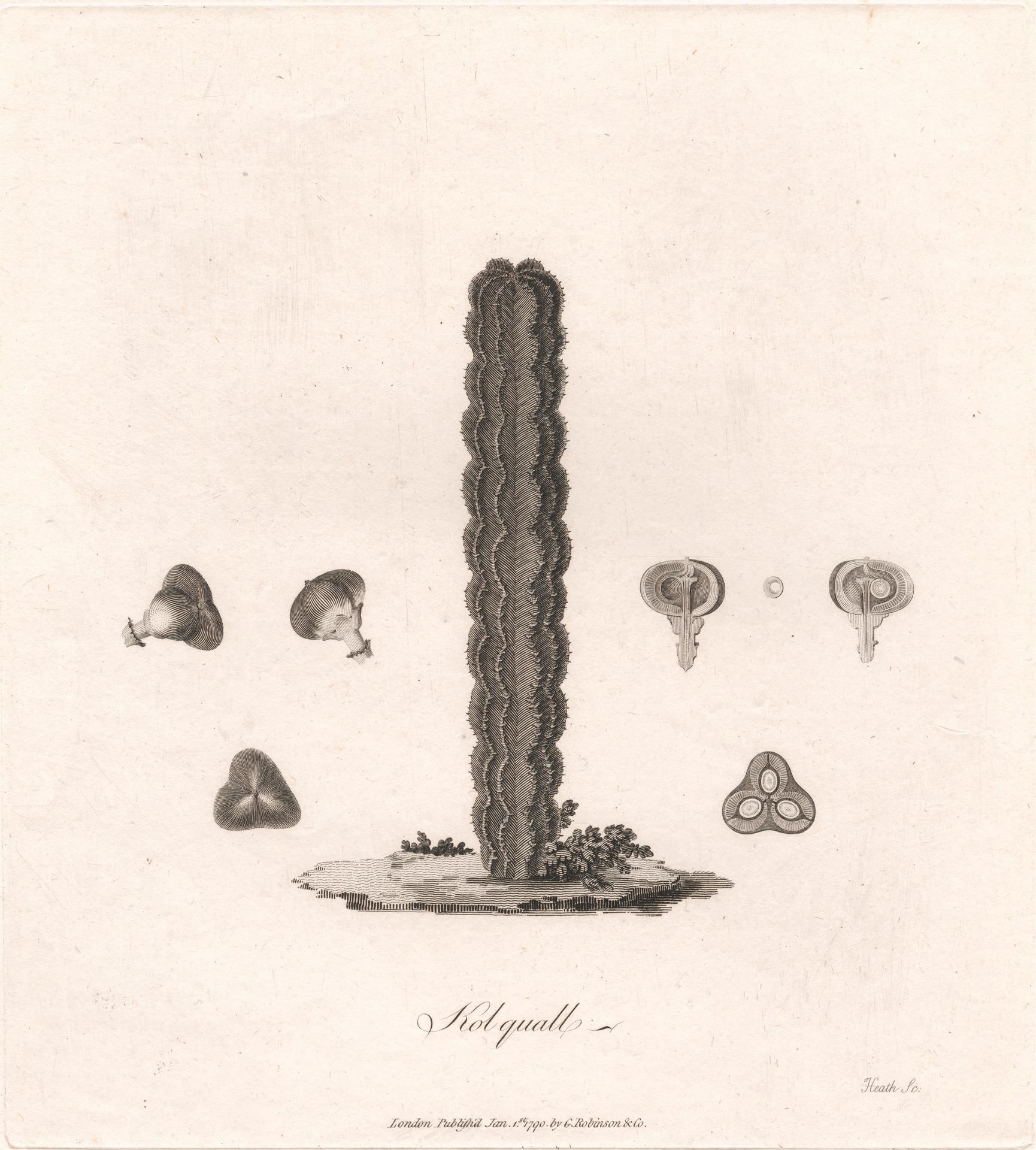 Object Image