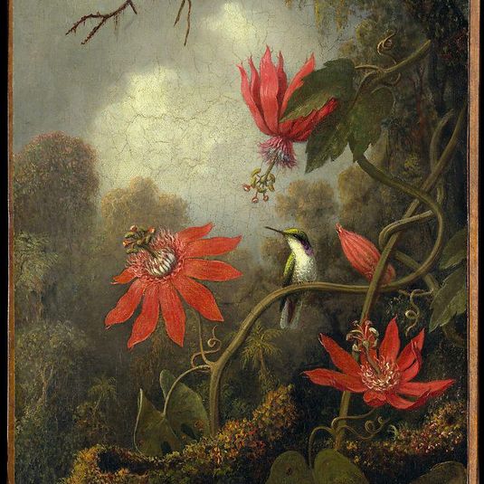 Hummingbird and Passionflowers
